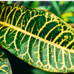 Variegation