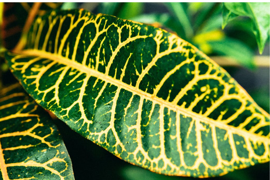 Variegation