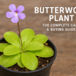 Butterwort Plant